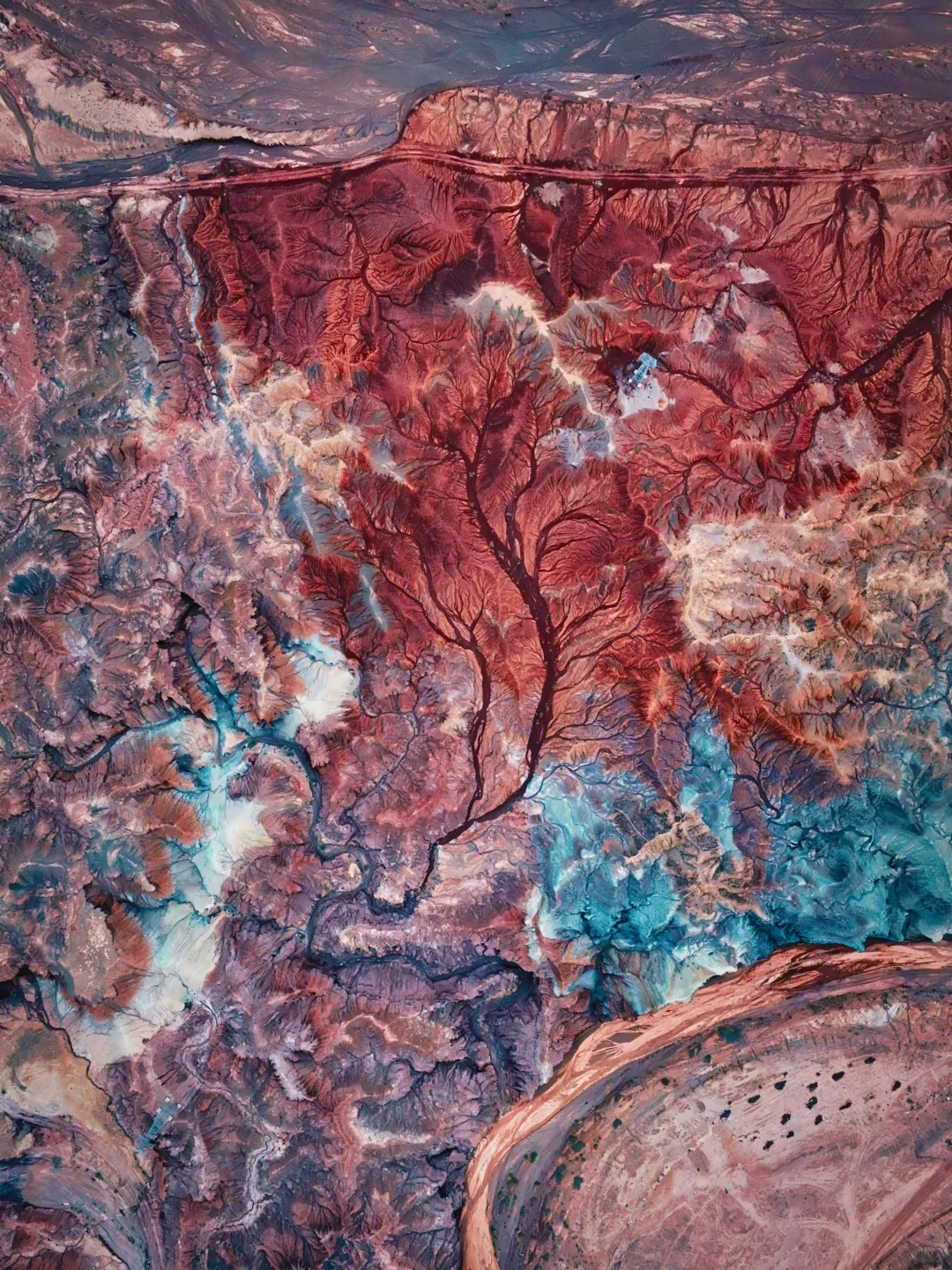 我拍了张掖大地之树_自然奇观